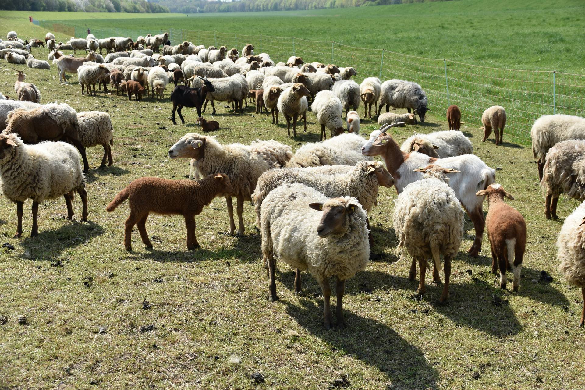 l_schafe_rb_22 Hospiz Verein Leipzig - Aktuelles - Schafe für den Sommer